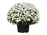 GROW by OBI Krizantém kb. 40 cm cser. átm. 19 cm Krizantém indicum többféle szín