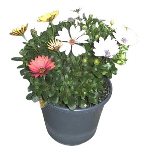 Osteospermum Trio cserépben, kb. 20-30 cm magas, sárga, fehér és rózsaszín virágokkal.