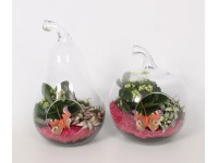 Növénykompozíció üveg kaspóban cserépátmérő: kb. 18 cm Növénykompozíció üveg kaspóban cserépátmérő: kb. 18 cm