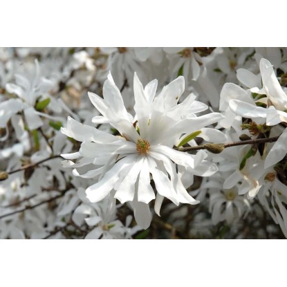 Nagyvirágú liliomfa cserepe kb. 2 l Magnolia