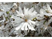 Nagyvirágú liliomfa cserepe kb. 2 l Magnolia Nagyvirágú liliomfa cserepe kb. 2 l Magnolia