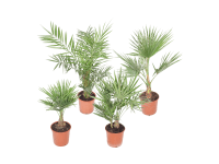 GROW by OBI pálmaválogatás magasság kb. 60-80 cm cserép kb. 20 cm GROW by OBI pálmaválogatás magasság kb. 60-80 cm cserép kb. 20 cm