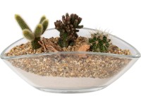 Kaktusz kompozíció üveg kaspóban cserépátmérő: kb. 26 cm