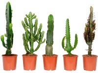 Kutyatej válogatás magassága: kb. 40-55 cm cserépátmérő: 17 cm Euphorbia