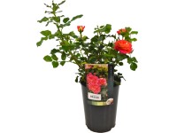 Rózsabokor licenc válogatás különböző színek cserepe kb. 3 l Rózsabokor licenc válogatás különböző színek cserepe kb. 3 l