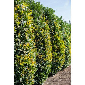Örökzöld OBI Portugál babérmeggy Angustifolia sövény sűrű, zöld levelekkel.