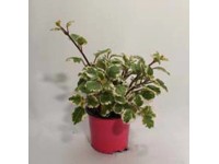 Plectranthus rózsaszín 10,5 cm Plectranthus rózsaszín 10,5 cm