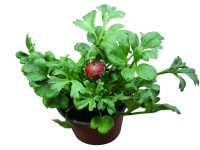 Boglárka (Ranunculus)