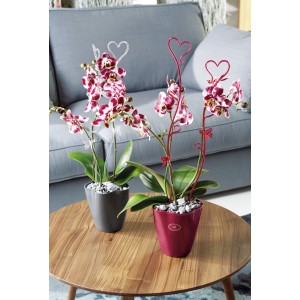 Két orchidea cserépben átlátszó és piros orchidea támasztékkal, mint mászó segédeszköz.