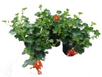 Futó muskátli (Pelargonium Platinum)