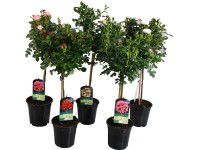 Magastörzsű rózsa fajták magassága kb. 50 cm cserépátmérő kb. 19 cm Magastörzsű rózsa fajták magassága kb. 50 cm cserépátmérő kb. 19 cm