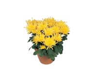 Krizantém kodiak 12 cm