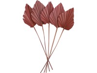 Szárított pálmalevél Ancient Secrets 5 darab 12-13 cm x 45-50 cm terrakotta