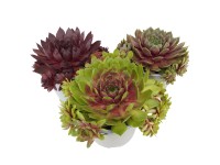 Kültéri pozsgás magasság kb. 5 cm - 10 cm cserépátmérő kb. 12 cm Kültéri pozsgás magasság kb. 5 cm - 10 cm cserépátmérő kb. 12 cm