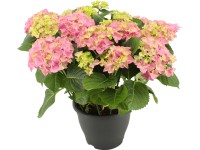 Kerti hortenzia cserépátmérő: kb. 24 cm Hydrangea macrophylla Kerti hortenzia cserépátmérő: kb. 24 cm Hydrangea macrophylla