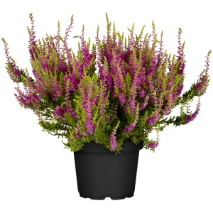Knospenheide GG Milva cserépben, piros virágokkal. Hardy Calluna vulgaris erkélyre és kertbe.