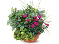 Őszi összeültetés tál 23 cm Őszi összeültetés tál 23 cm