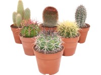 Tenerifei kaktusz válogatás cserépátmérő kb. 12 cm