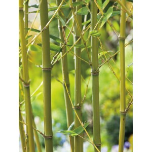 Bisset bambusz (Phyllostachys bissetii) cserépben, zöld szárakkal és levelekkel, ideális a magánélethez.