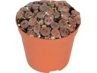 Kavicsnövény, cserépátmérő: kb. 8,5 cm Kavicsnövény, cserépátmérő: kb. 8,5 cm