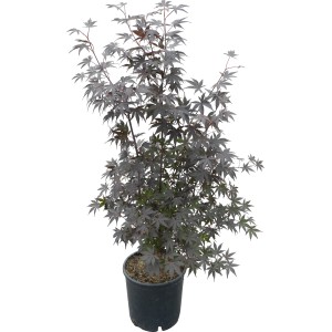 Japán juhar 'Bloodgood' cserépben, kb. 110 cm magas, sötétbarna-vörös levelekkel.