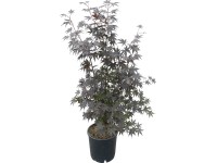 OBI japán juhar OBI japán juhar