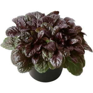 Vörös levelű molyhos madárhúr 'Elmblut' cserépben, kb. 13 cm Ø. Ajuga, mint vonzó őszi növény ágyásokba és erkélyekre.