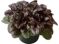 OBI bíbor levelű indás ínfű OBI bíbor levelű indás ínfű