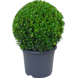 Gömb alakú buxus cserépben, kb. 28-35 cm magas. Örökzöld formázott növény kertbe és erkélyre.
