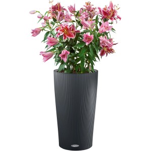 Lechuza Cilindro Color virágtartó, Ø 32 cm, palaszürke, rózsaszín liliomokkal beültetve.