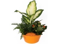 Virágzó- és zöldnövények kompozíciója színes kerámia kaspóban cserép kb. 22 cm