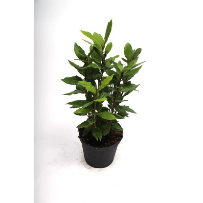 Babér Laurus nobilis 14 cm