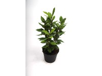 Babér Laurus nobilis 14 cm Babér Laurus nobilis 14 cm