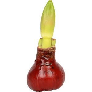 Amaryllis hagyma piros viaszban, zöld hajtással, dekoratív virágzó növény télre.