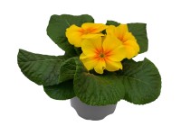Primula 10,5 cm újrahasznosított cserépben