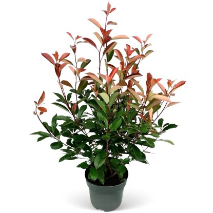 "Red Robin" korallberkenye készlet 30 db mag. 80-100cm cser. kb. 5l Photinia