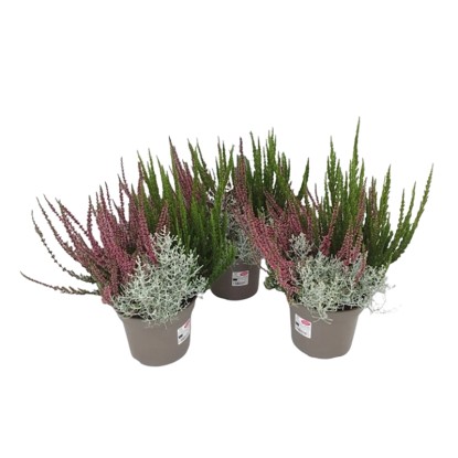 Landgard Különféle őszi növények magasság kb. 10-20 cm átmérő 17 cm