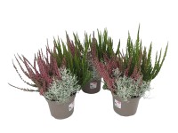 Landgard Különféle őszi növények magasság kb. 10-20 cm átmérő 17 cm