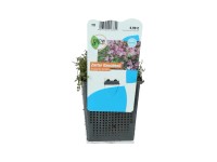 OBI lápi tikszem rózsaszín cserépátmérő: kb. 11 cm Anagallis tenella
