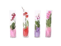 Orchideafajták üvegcserépben cserépátmérő kb. 12 cm