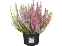 Csarab háromszínű (Calluna vulgaris trió)