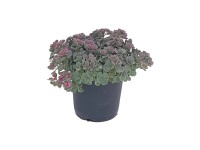 Örökzöld varjúháj cserépátmérő kb. 17 cm Sedum hybridum Örökzöld varjúháj cserépátmérő kb. 17 cm Sedum hybridum