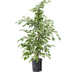 Ficus benjamina Golden King cserépben, kb. 130-145 cm magas, zöld-fehér levelekkel.