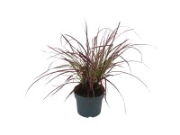 GROW by OBI évelő tollborzfű 