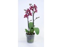 Lepkeorchidea (Phalaenopsis) 2 szálas