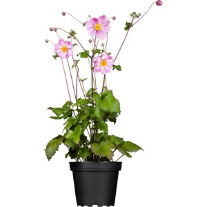 Őszi szellőrózsa (Anemone japonica) cserépben, rózsaszín virágokkal, kb. 10-20 cm magas.