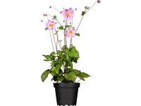 GROW by OBI japán szellőrózsa kb. 10 cm - 20 cm Anemone japonica