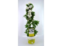 Csüngő jázmin törzs fehér magasság kb. 65 cm cserépátmérő kb. 19 cm Solanum