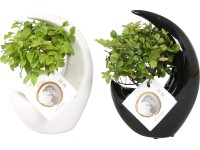 Bonsai kompozíció kerámia kaspóban cserépátmérő: kb. 19 cm Bonsai kompozíció kerámia kaspóban cserépátmérő: kb. 19 cm