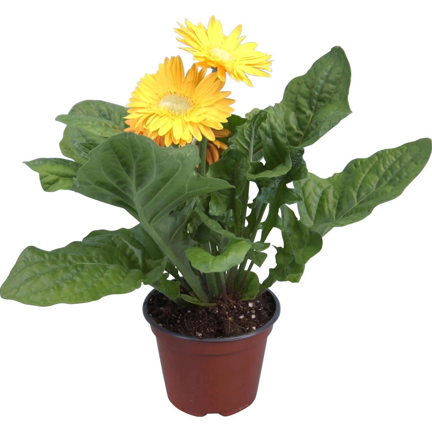 Gerbera különböző színekben cserépátmérő: kb. 12 cm Gerbera